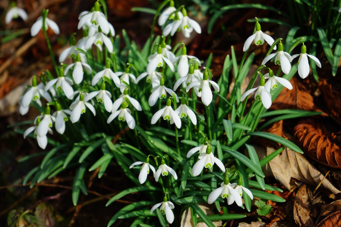 스노우드롭 - Snowdrop, Gay flower, Galanthus nivalis
