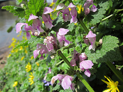광대나물 사진 - Lamium amplexicaule L. Photos