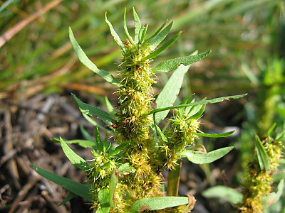 금소리쟁이 사진 - Rumex maritimus L. Photos