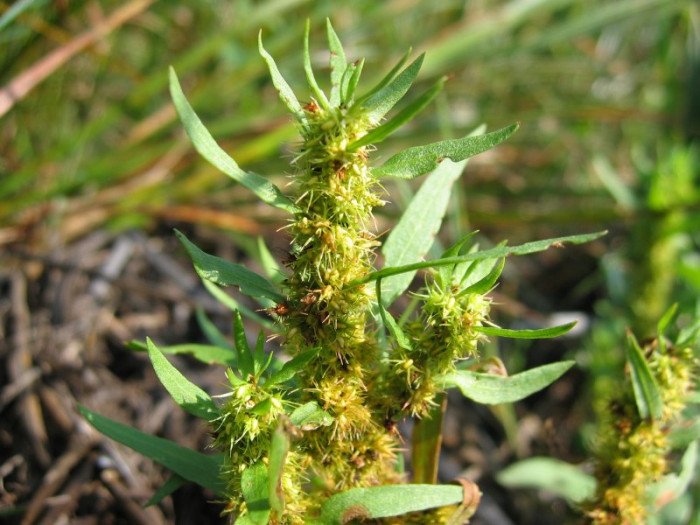 금소리쟁이 - Rumex maritimus L.