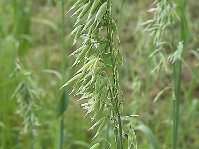 귀리 사진 - Avena sativa L. Photos