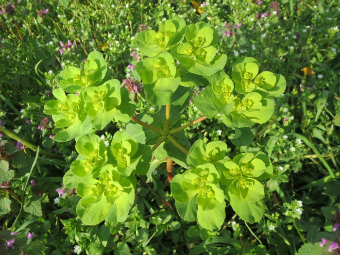 등대풀 - Euphorbia helioscopia L.