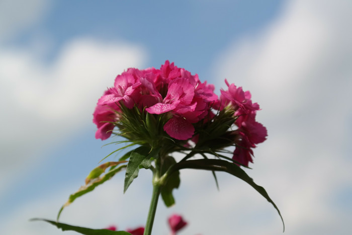 수염패랭이꽃 - Dianthus barbatus L. var. aisaticus L.