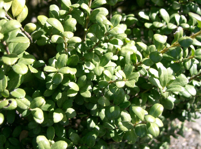 꽝꽝나무 - Ilex crenata Thunb. var. crenata