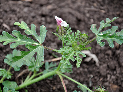 수박풀 사진 - Hibiscus trionum Photos