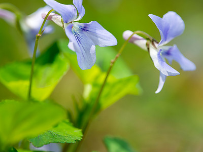 흰좀낚시제비꽃 사진 - Viola grypoceras A. Gray var. exilis (Miq.) Nakai for. chionantha F. Maekawa ex H. Hara Photos