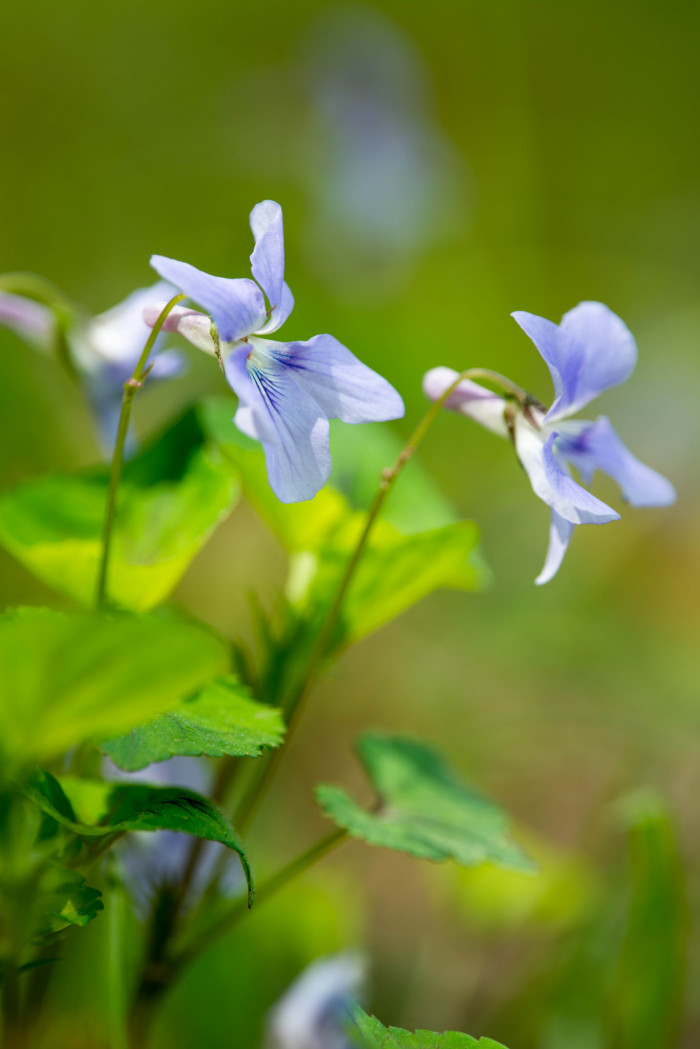흰좀낚시제비꽃 - Viola grypoceras A. Gray var. exilis (Miq.) Nakai for. chionantha F. Maekawa ex H. Hara