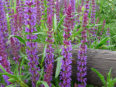 숙근샐비어 사진 - Salvia nemorosa Photos