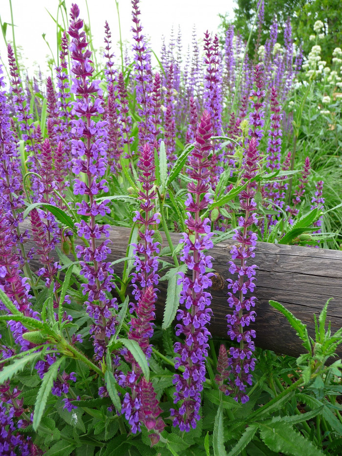 숙근샐비어 - salbia divinorum, Salvia nemorosa
