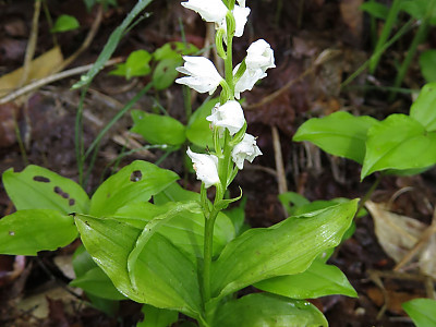 꼬마은난초 사진 - Cephalanthera erecta var. subaphylla (Miyabe & Kudo) Ohwi Photos