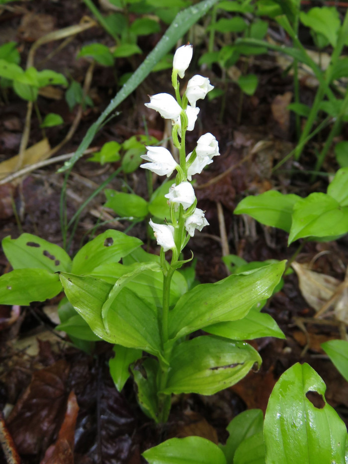 꼬마은난초 - Cephalanthera erecta var. subaphylla (Miyabe & Kudo) Ohwi