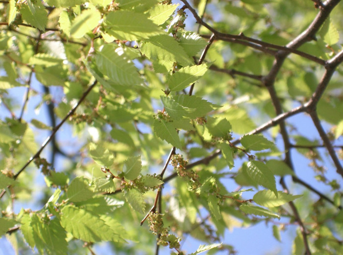 느티나무 - Japanese Zelkova, Zelkova serrata (Thunb.) Makino