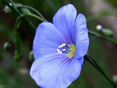 아마 사진 - Linum usitatissimum L. Photos