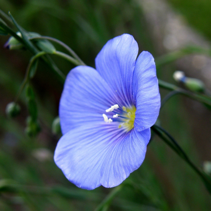 아마 - Linum usitatissimum L.