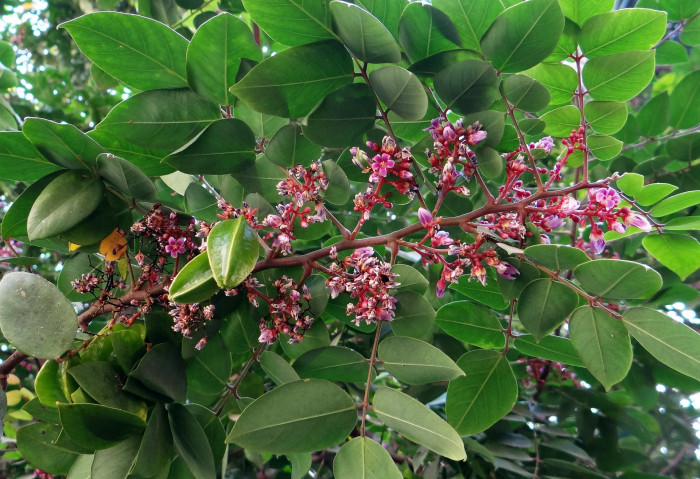 스타후르츠 - Star fruit, Averrhoa carambola L.