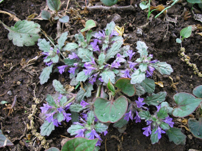 금창초 - Ajuga decumbens Thunb.