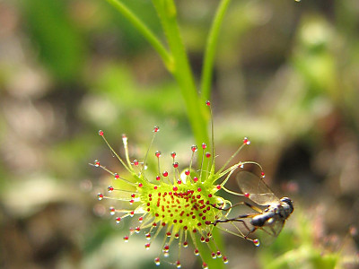끈끈이귀개 사진 - Drosera peltata var. nipponica (Masam.) Ohwi Photos