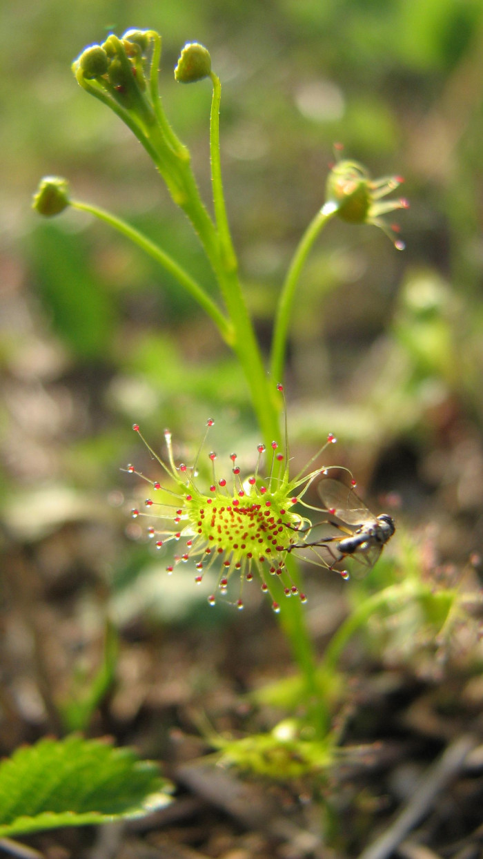 끈끈이귀개 - Drosera peltata var. nipponica (Masam.) Ohwi