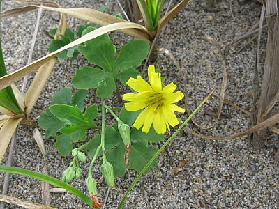 갯씀바귀 사진 - Ixeris repens (L.) A.Gray Photos