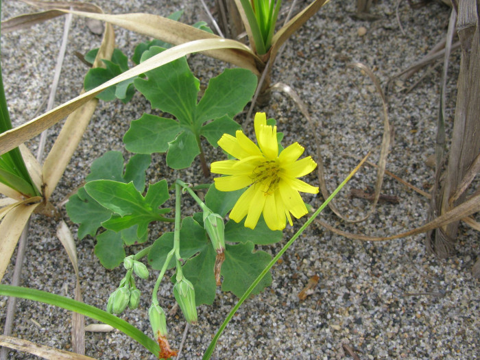 갯씀바귀 - Ixeris repens (L.) A.Gray