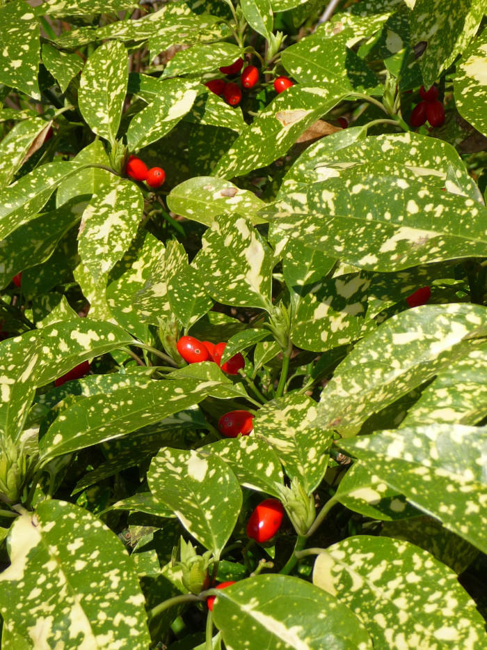 금식나무 - Aucuba japonica for. variegata (Dombrain) Rehder