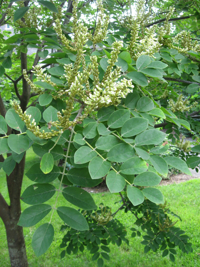 개물푸레나무 - Maackia amurensis var. buergeri C.K.Schneid.