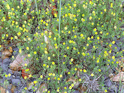 노랑토끼풀 사진 - Trifolium campestre Schreb. Photos