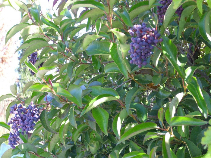 당광나무 - Chinese privet, Ligustrum lucidum Aiton