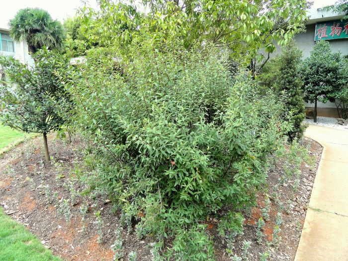 공조팝나무 - Spiraea cantoniensis Lour.
