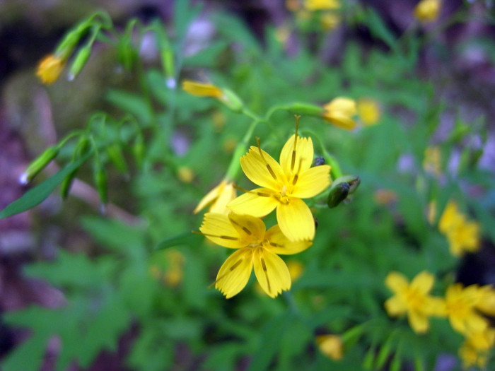 까치고들빼기 - Crepidiastrum chelidoniifolium (Makino) Pak & Kawano