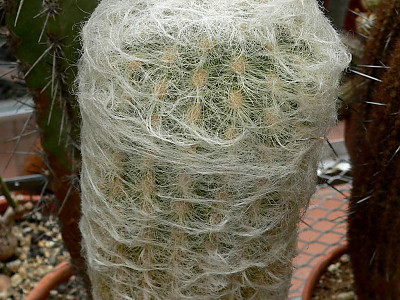 노락 사진 - Espostoa lanata Photos