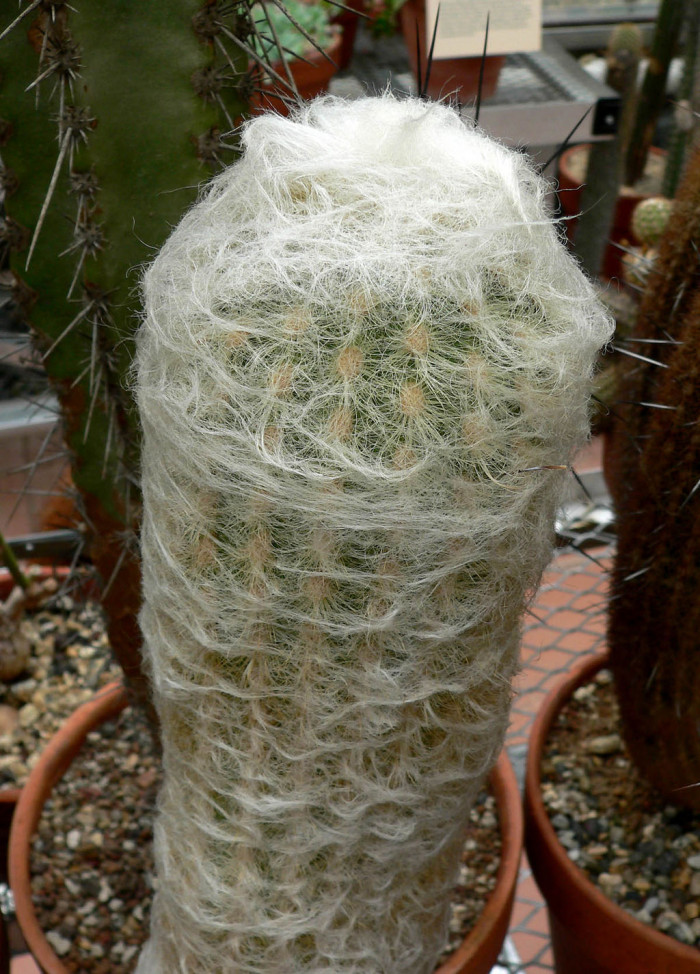 노락 - Espostoa lanata