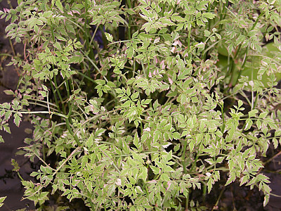 개미나리 사진 - Oenanthe javanica var. japonica (Maxim.) Honda Photos