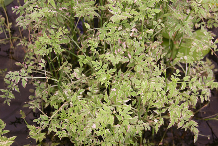 개미나리 - Oenanthe javanica var. japonica (Maxim.) Honda