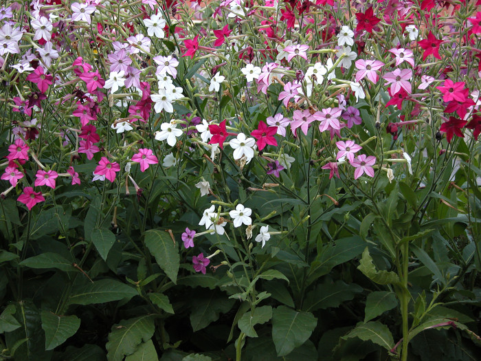 꽃담배 - Nicotiana sanderae Sander
