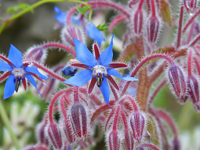 보리지 사진 - Borago officinalis L. Photos