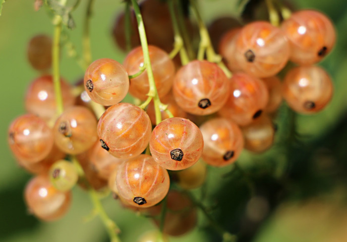 커런트 베리 - Currant Berry
