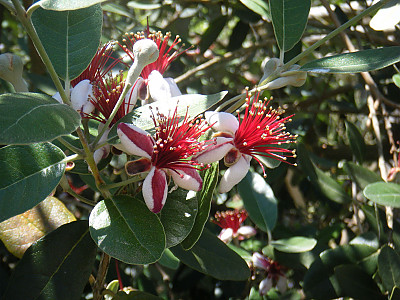 페이조아 사진 - Feijoa sellowiana o.berg Photos