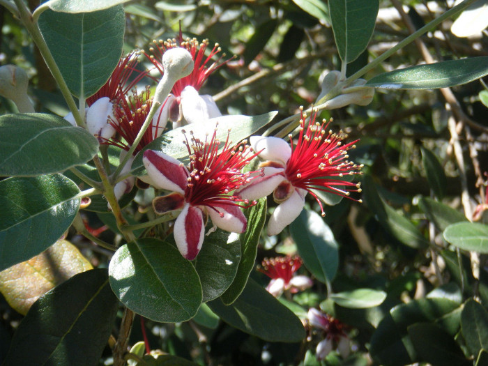 페이조아 - Feijoa, Feijoa sellowiana o.berg
