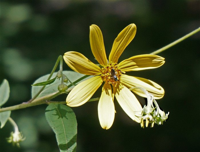 해바라기 - Sunflower, Helianthus annuus