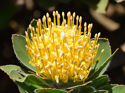 핀쿠션 프로티아 사진 - Pincushion Protea Photos