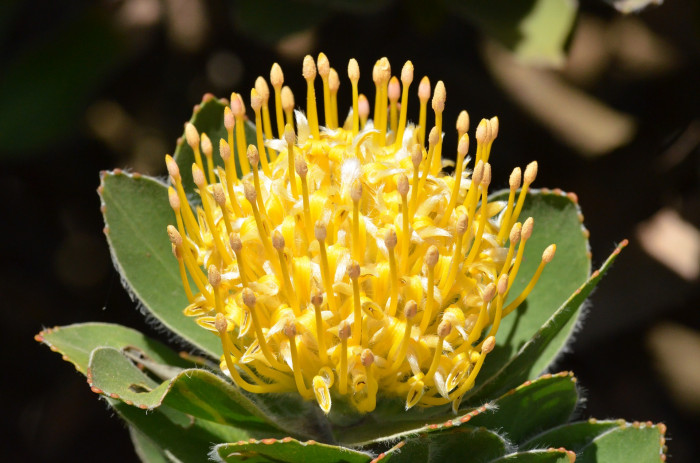 핀쿠션 프로티아 -  학명	Leucospermum, Pincushion Protea