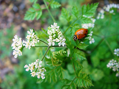 고수 사진 - Coriandrum sativum L. Photos