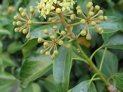 송악 사진 - Hedera rhombea (Miq.) Bean Photos