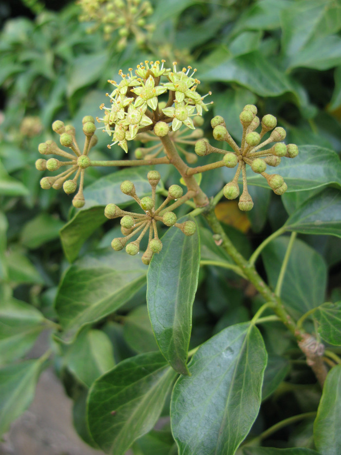 송악 - Japanese Evergreen Ivy, Hedera rhombea (Miq.) Bean