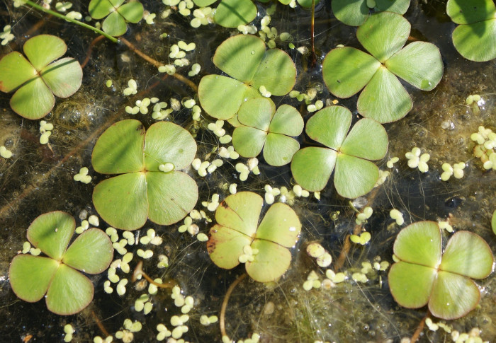 네가래 - Colony of Marsilea quadrifolia, Marsilea quadrifolia L.
