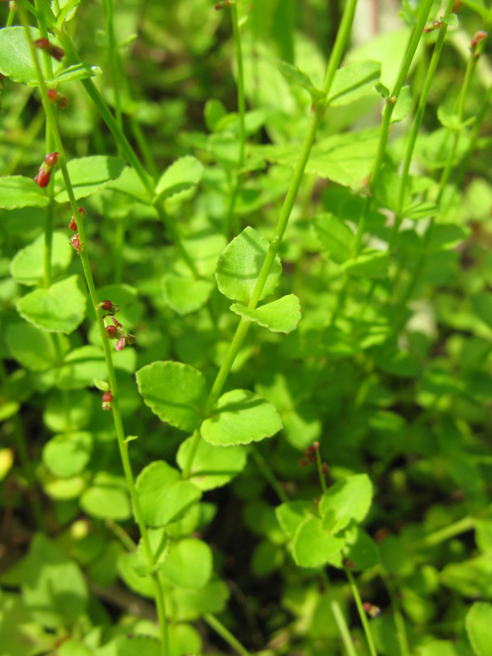 개미탑 - Haloragis micrantha (Thunb.) R.Br. ex Siebold & Zucc.