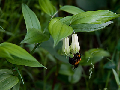 윤판나물아재비 사진 - Disporum sessile D. Don Photos