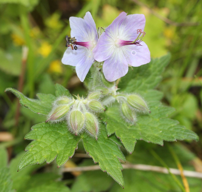 꽃쥐손이 - Geranium eriostemon Fisher ex DC.