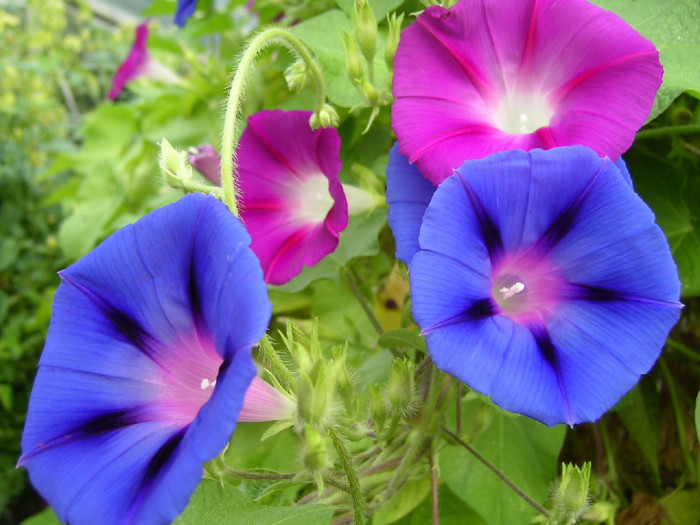 나팔꽃 - morning glory, Pharbitis nil (L.) Choisy